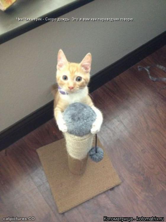 Котоматрица: Чик Чик черик - Скоро дождь. Это я вам как переводчик говорю.