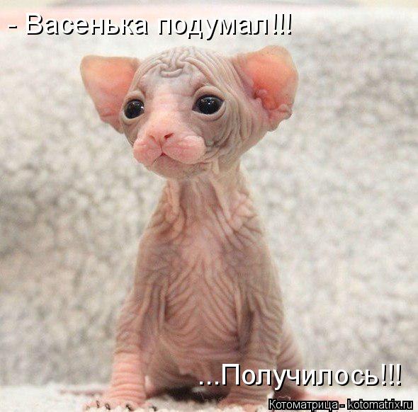 Котоматрица: ...Получилось!!! - Васенька подумал!!!