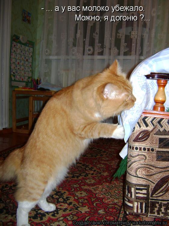 Котоматрица: - ... а у вас молоко убежало. Можно, я догоню ?...