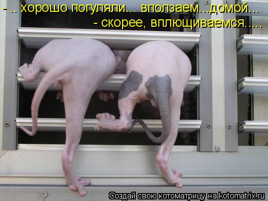 Котоматрица: - .. хорошо погуляли... вползаем...домой... - скорее, вплющиваемся.....