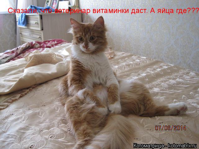 Котоматрица: Сказали, что ветеринар витаминки даст. А яйца где???