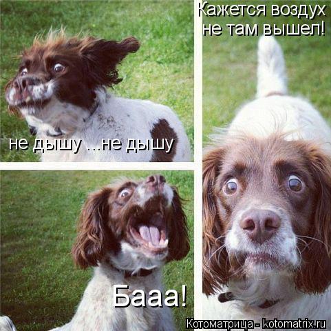 Котоматрица: не дышу ...не дышу Бааа! Кажется воздух  не там вышел!