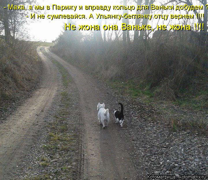 Котоматрица: - Маха, а мы в Парижу и вправду кольцо для Ваньки добудем ? - И не сумлевайся. А Ульянку-беглянку отцу вернем !!!! Не жона она Ваньке, не жона !!!!
