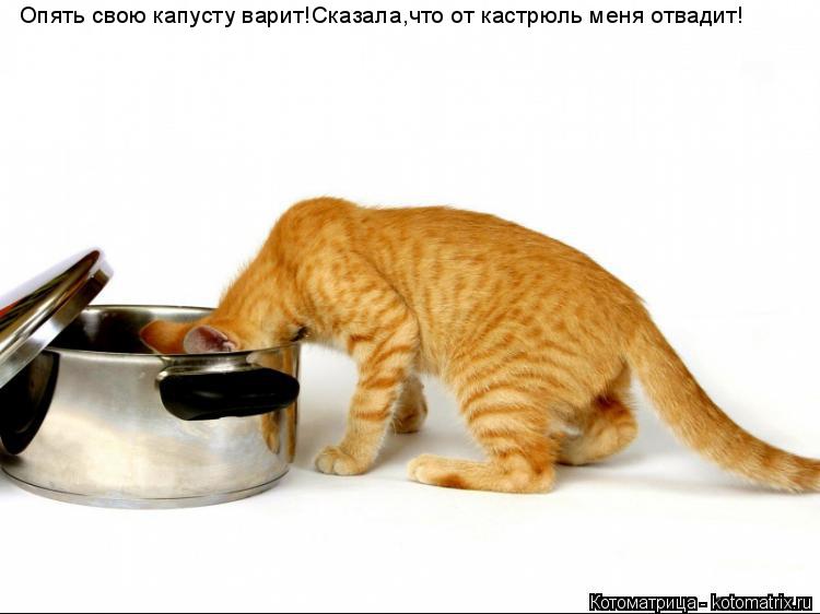 Котоматрица: Опять свою капусту варит!Сказала,что от кастрюль меня отвадит!
