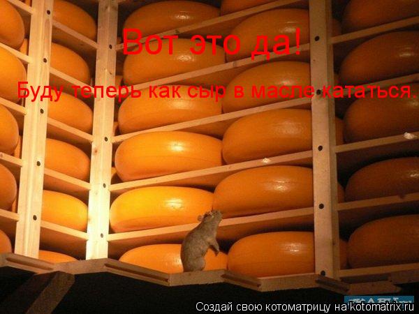 Котоматрица: Вот это да! Буду теперь как сыр в масле кататься.