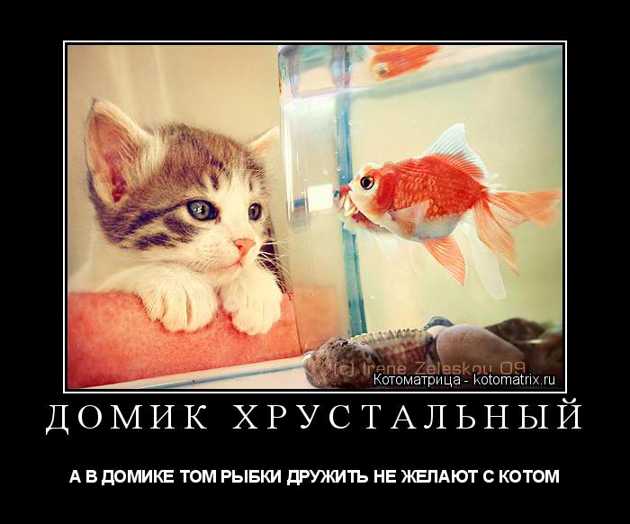 Котоматрица: ДОМИК ХРУСТАЛЬНЫЙ А В ДОМИКЕ ТОМ РЫБКИ ДРУЖИТЬ НЕ ЖЕЛАЮТ С КОТОМ