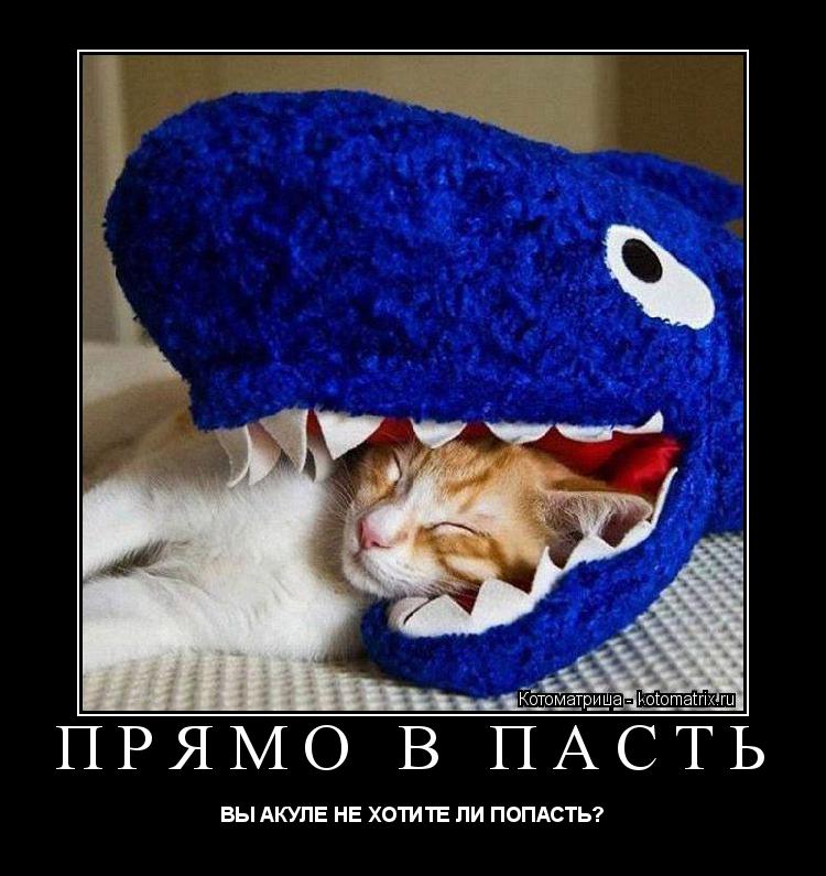 Котоматрица: ПРЯМО В ПАСТЬ ВЫ АКУЛЕ НЕ ХОТИТЕ ЛИ ПОПАСТЬ?