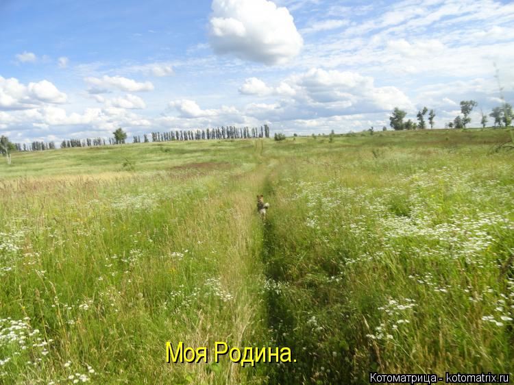 Котоматрица: Моя Родина.