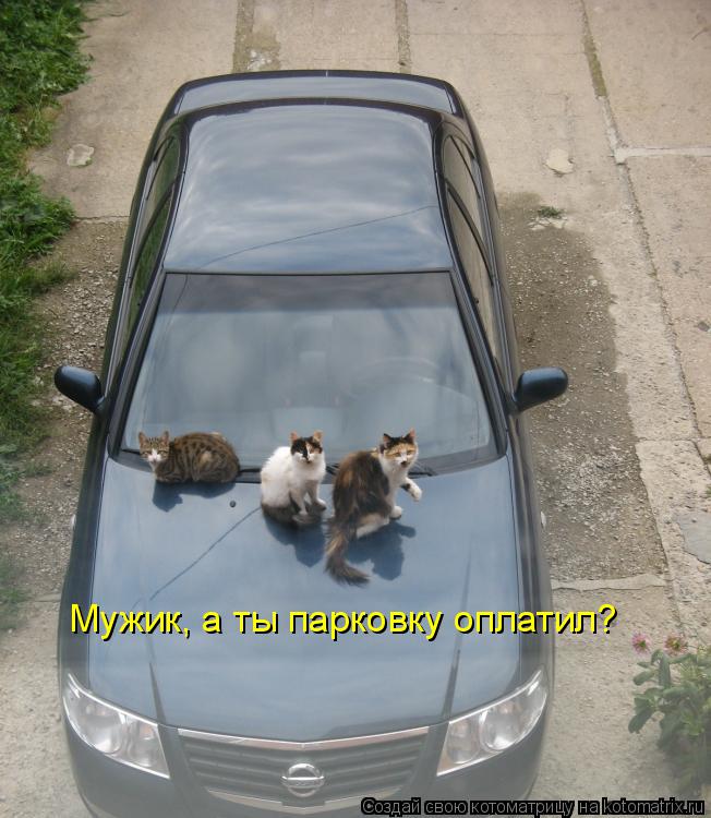Котоматрица: Мужик, а ты парковку оплатил?