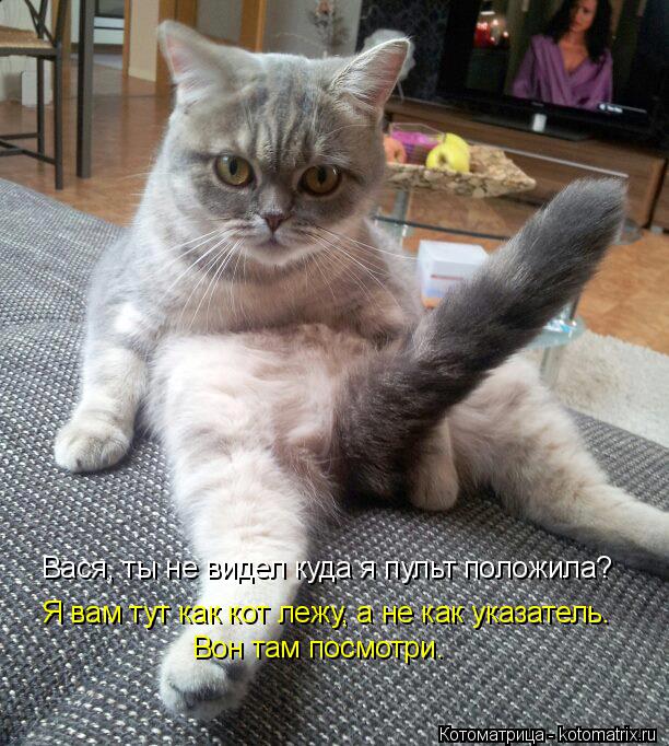 Я вам тут как кот лежу, а не как указатель. Вон там посмотри. Вася, ты не видел куда я пульт положила... Котоматрица: Я вам тут как кот лежу, а не как указатель. Вон там посмотри. Вася, ты не видел куда я пульт положила?