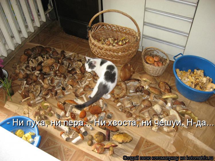 Котоматрица: - Ни пуха, ни пера... Ни хвоста, ни чешуи. Н-да...