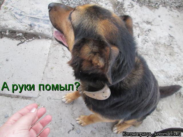 Котоматрица: А руки помыл?