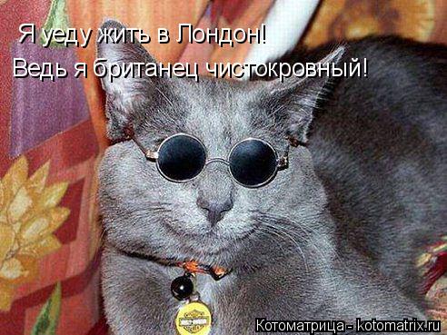 Котоматрица: Я уеду жить в Лондон! Ведь я британец чистокровный!
