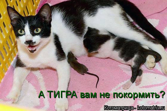 Котоматрица: А ТИГРА вам не покормить?