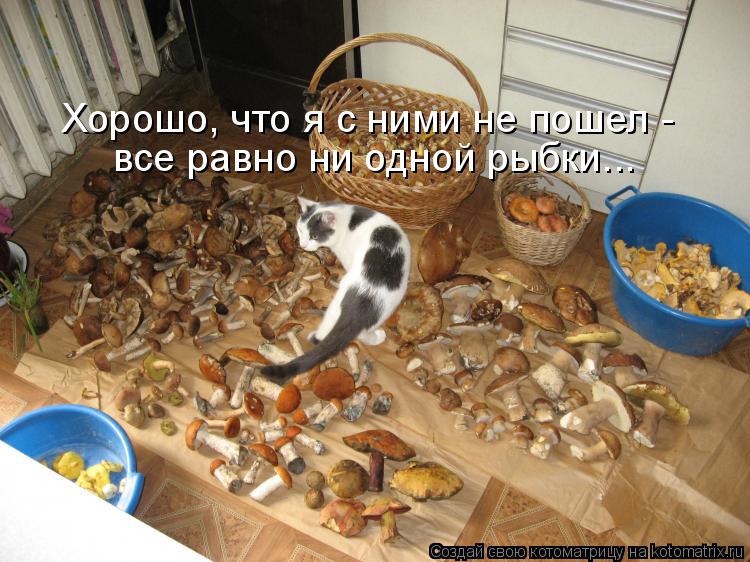 Котоматрица: Хорошо, что я с ними не пошел -  все равно ни одной рыбки...