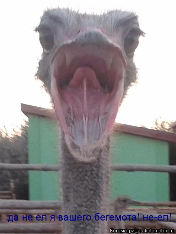 Котоматрица: да не ел я вашего бегемота! не-ел!