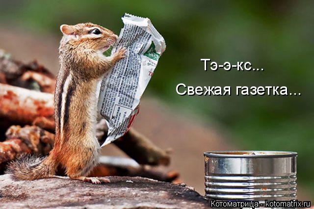 Котоматрица: Тэ-э-кс...  Свежая газетка...