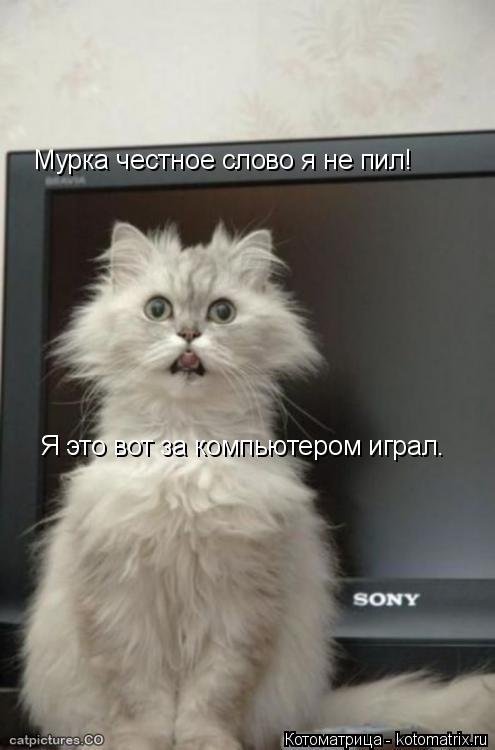 Котоматрица: Мурка честное слово я не пил! Я это вот за компьютером играл.