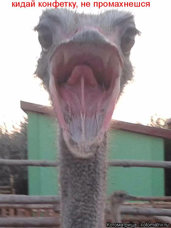 кидай конфетку, не промахнешся... Котоматрица: кидай конфетку, не промахнешся