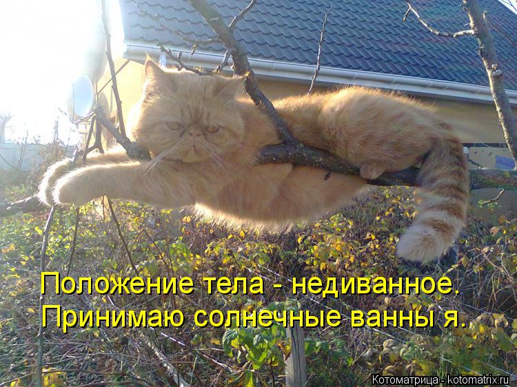 http://kotomatrix.ru/images/lolz/2014/07/10/kotomatritsa_OU.jpg