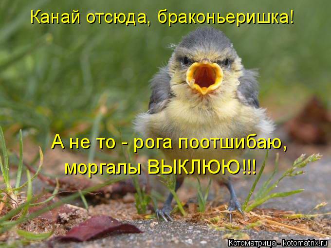 Котоматрица: А не то - рога поотшибаю, Канай отсюда, браконьеришка! моргалы ВЫКЛЮЮ!!!
