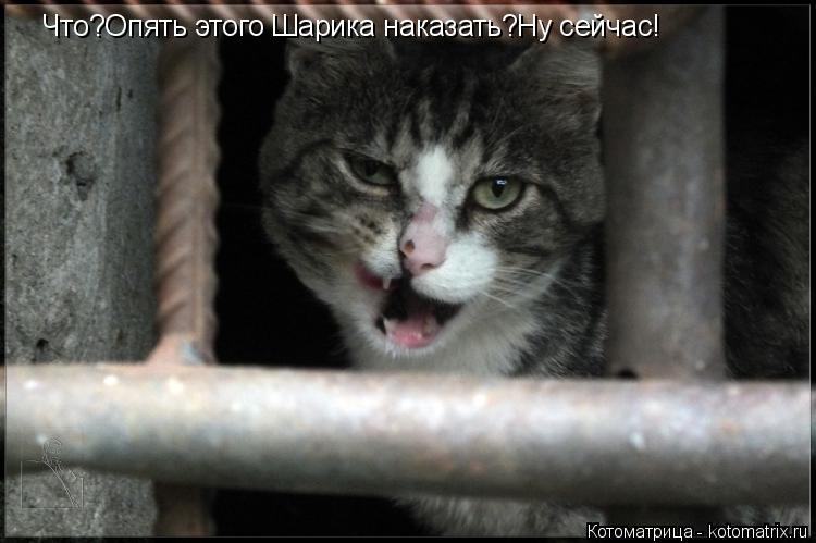 Котоматрица: Что?Опять этого Шарика наказать?Ну сейчас!