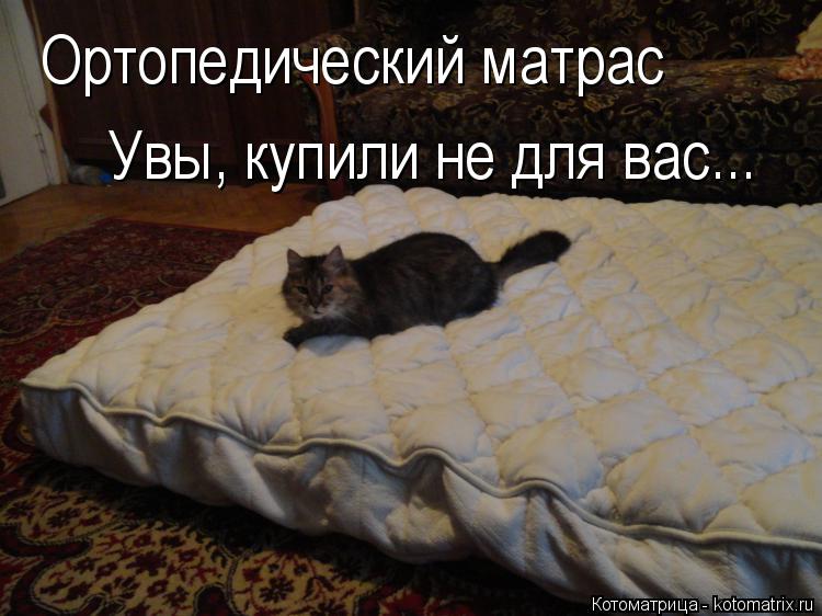 Котоматрица: Ортопедический матрас Увы, купили не для вас...