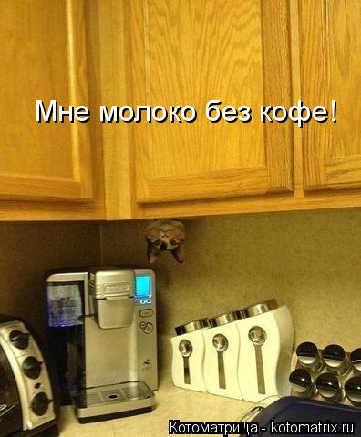 Котоматрица: Мне молоко без кофе!
