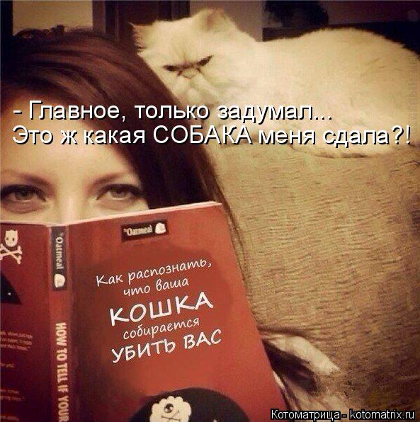 Котоматрица: - Главное, только задумал... Это ж какая СОБАКА меня сдала?!