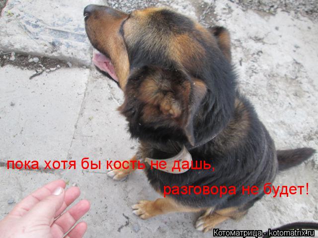 Котоматрица: пока хотя бы кость не дашь,  разговора не будет!