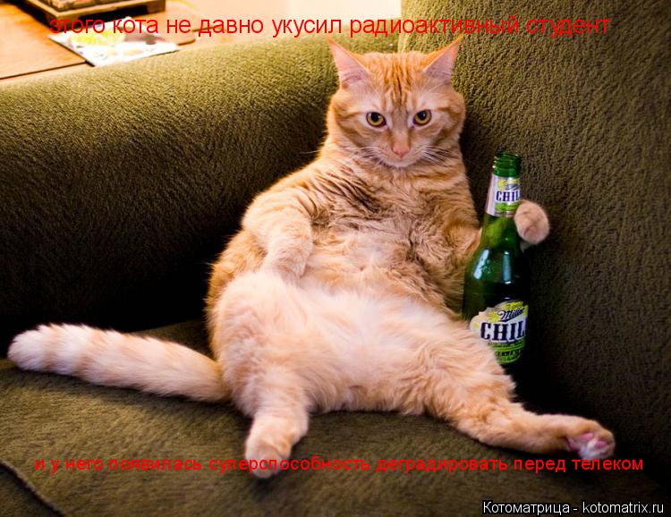 Котоматрица: этого кота не давно укусил радиоактивный студент и у него появилась суперспособность деградировать перед телеком