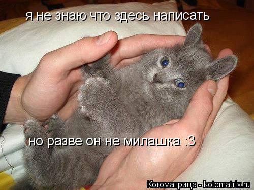 Котоматрица: я не знаю что здесь написать но разве он не милашка :3