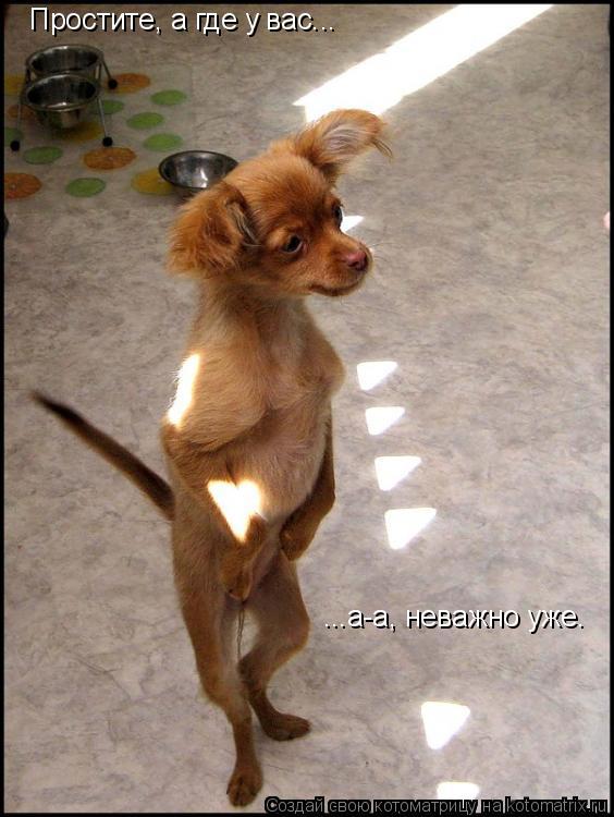 Котоматрица: Простите, а где у вас... ...а-а, неважно уже.