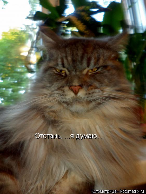 Котоматрица: Отстань, ...я думаю....