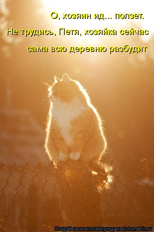 О, хозяин ид... ползет. Не трудись, Петя, хозяйка сейчас сама всю деревню разбудит... Котоматрица: О, хозяин ид... ползет. Не трудись, Петя, хозяйка сейчас сама всю деревню разбудит