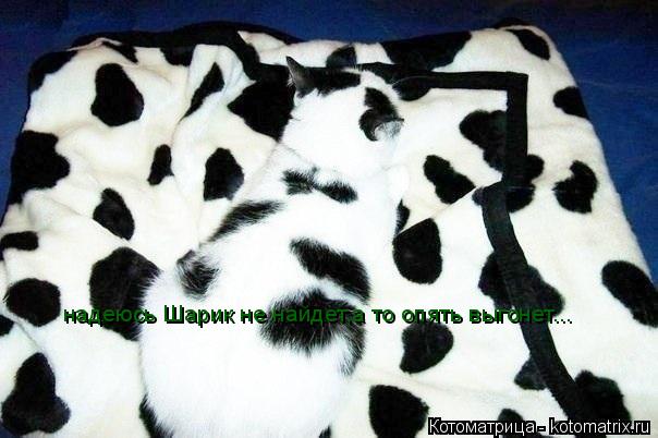Котоматрица: надеюсь Шарик не найдет,а то опять выгонет...