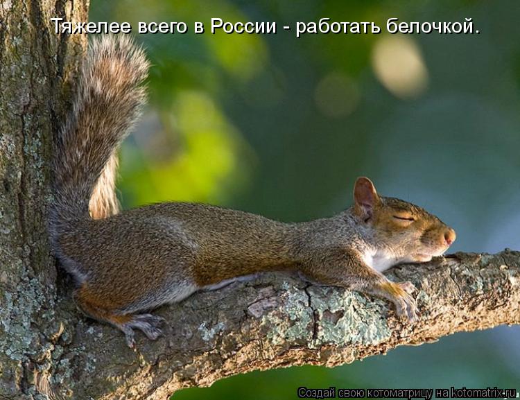 Котоматрица: Тяжелее всего в России - работать белочкой.