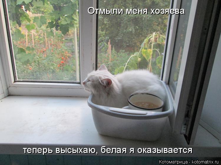 Котоматрица: Отмыли меня хозяева теперь высыхаю, белая я оказывается