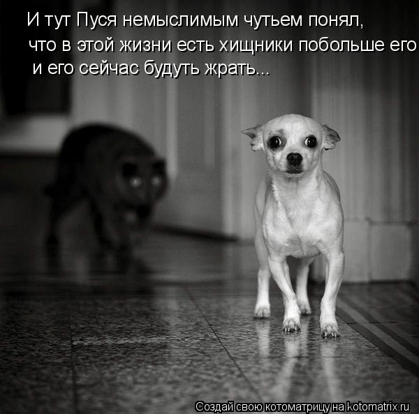 Котоматрица: И тут Пуся немыслимым чутьем понял, что в этой жизни есть хищники побольше его и его сейчас будуть жрать...