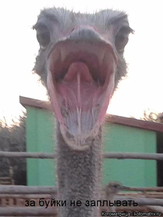 Котоматрица: за буйки не заплывать