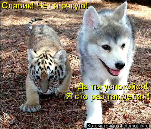 Котоматрица: Славик! Чёт я очкую! Да ты успокойся! Я сто раз так делал!