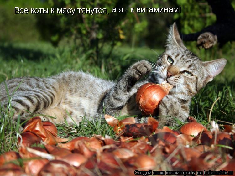 Котоматрица: Все коты к мясу тянутся, а я - к витаминам!