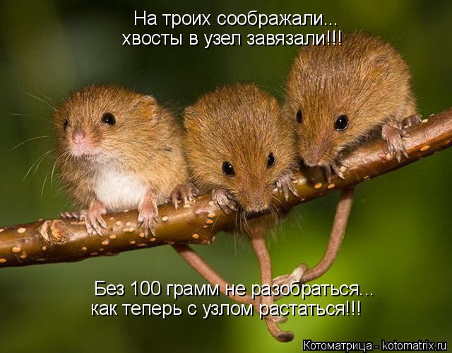 Котоматрица: На троих соображали... хвосты в узел завязали!!! Без 100 грамм не разобраться... как теперь с узлом растаться!!!