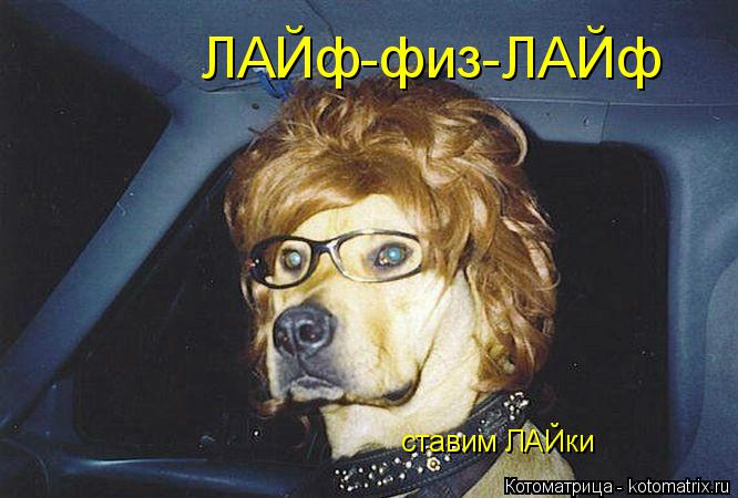Котоматрица: ЛАЙф-физ-ЛАЙф ставим ЛАЙки