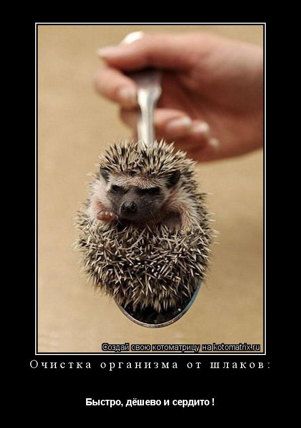 Очистка организма от шлаков: Быстро, дёшево и сердито !... Котоматрица: Очистка организма от шлаков: Быстро, дёшево и сердито !