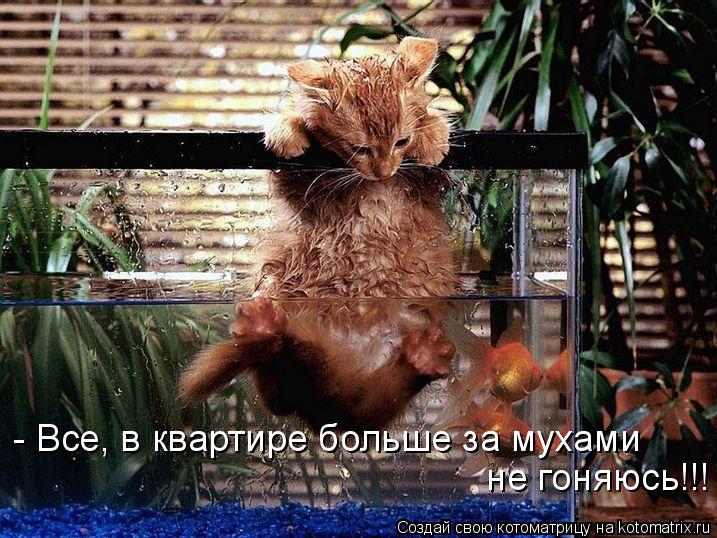 Котоматрица: - Все, в квартире больше за мухами  не гоняюсь!!!