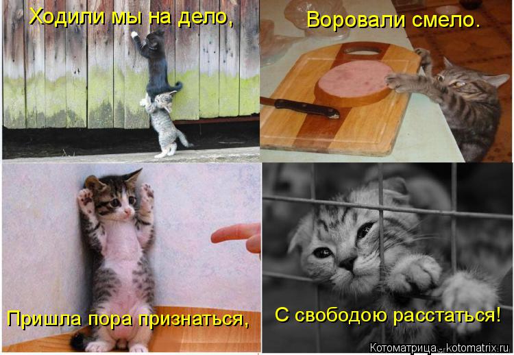 Котоматрица: Ходили мы на дело, Воровали смело. Пришла пора признаться, С свободою расстаться!