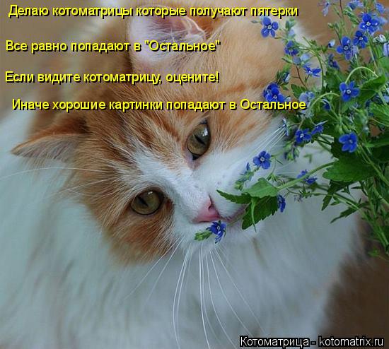 Котоматрица: Делаю котоматрицы которые получают пятерки Все равно попадают в "Остальное" Если видите котоматрицу, оцените! Иначе хорошие картинки попад