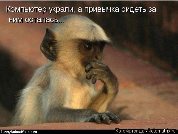 Котоматрица: Компьютер украли, а привычка сидеть за  ним осталась...