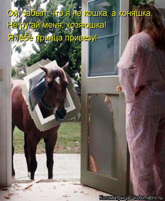 Котоматрица: Ой, забыл, что я не кошка, а коняшка. Не ругай меня, хозяюшка!  Я тебе принца привезу!